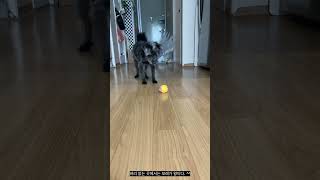 장난감에 푹 빠진 보리 🐕✨ #강아지 #보리 #애견용품 #강아지장난감 #펫스타그램 #귀여운강아지 #반려견일상
