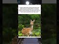 🌿 Nature Fact: How Deer Thrive in Dense Green Wilderness