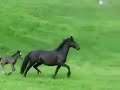 Danube Delta Letea Forest ROMANIA Europe S Last Wild Horses Danube Delta Letea Forest ROMANIA Europe S Last Wild Horses