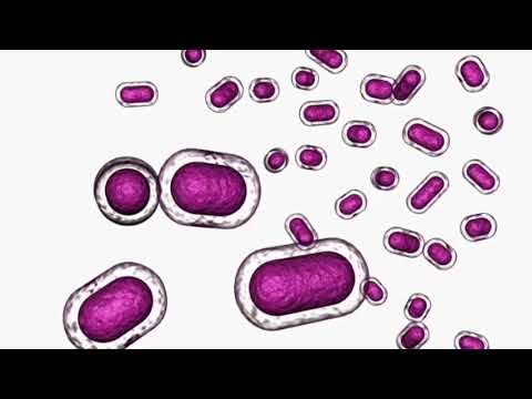 Haemophilus influenzae