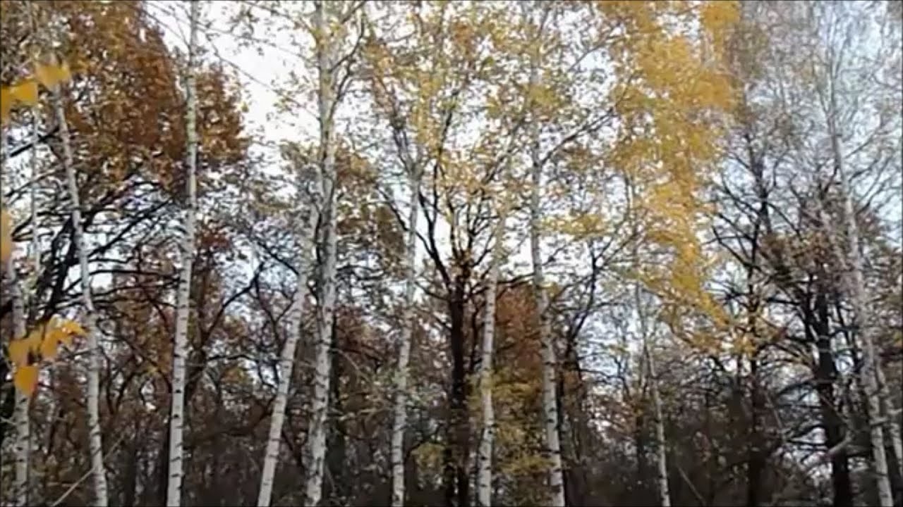 Осень пришла - YouTube