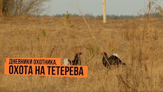 Охота на тетерева \ Дневники охотника