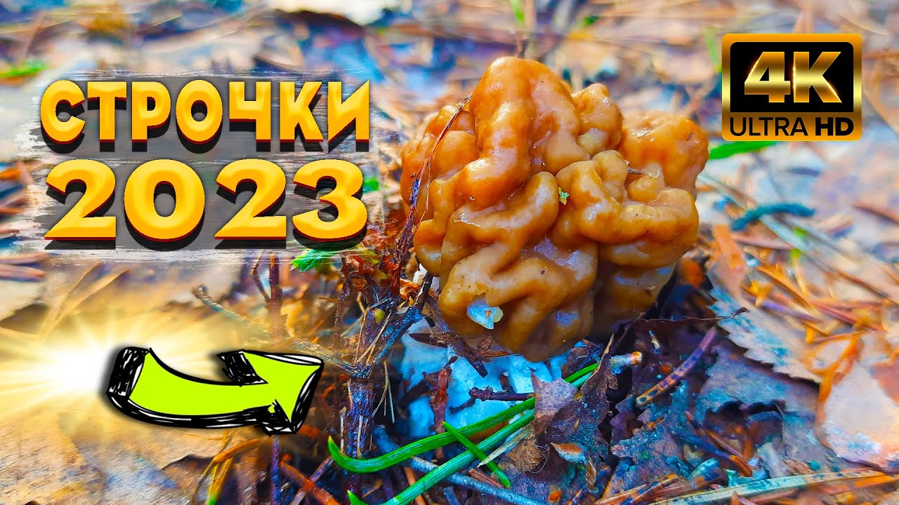 Грибники Вышли На Опушку И Обалдели От Увиденного-Грибы Кругом. Первые ...