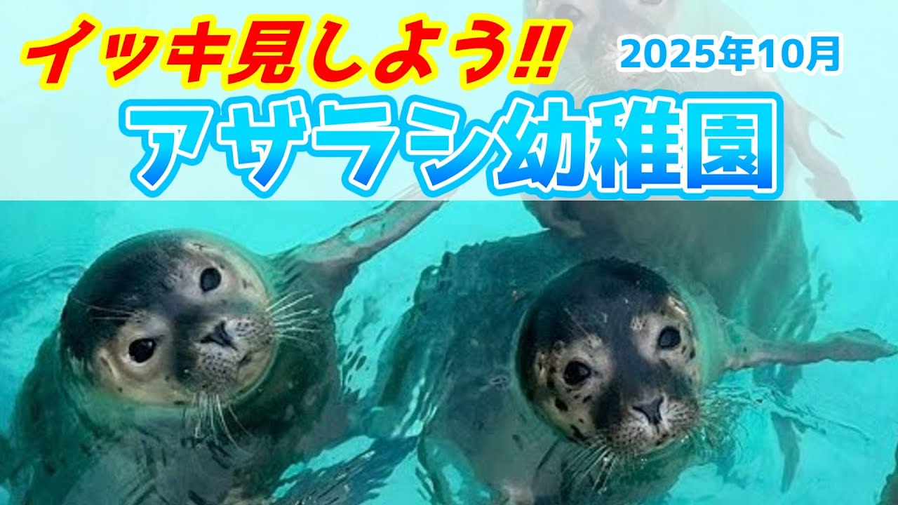 感動とかわいさ、シュールさで溢れるアザラシ幼稚園【2025年10月】