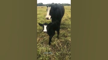 Sapi Lucu II Suara Sapi Lucu dan Unik II Anak Sapi Lucu #shorts #viral #sapilucu