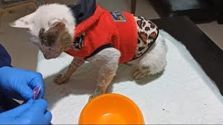 Rescue A Cat From Terrible Condition. Removing Maggots from It's Mouth. Episode 4