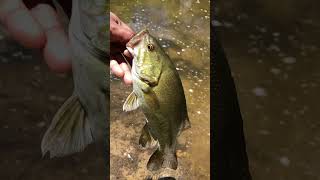 Everybody happy #creekfishing #smallmouthbass #bassfishing #riverfishing #summerfishing #fishing