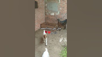 اللهم اجعل القرآن الكريم شفيعا لنا يوم القيامه ❤️🌹