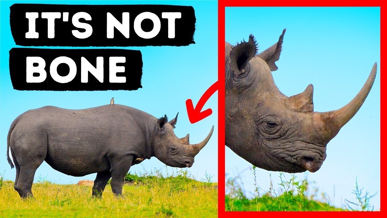Do You Know What Rhino Horns Are Made Of YouTube Do You Know What Rhino Horns Are Made Of YouTube