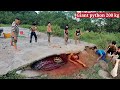 Experts team up to capture 200 kg giant snake monster