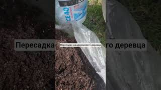 пересадка мандарина. грунт для мандарина. #пересадка #мандарины #дерево #грунты #посадка