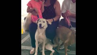 Paws 4 the Cause Adoption Event