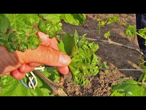 Video: Antraknoza E Mjedrës