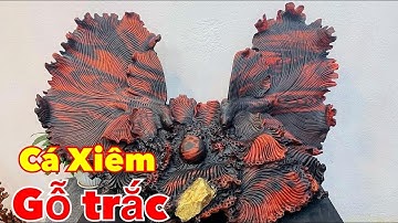 Cá xiêm tài Lộc gỗ trác đỏ đen. Tượng gỗ đẹp phúc tấn. Lh 0389889968 ( Zalo )