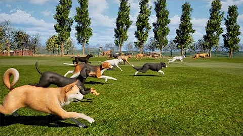 Dogs Speed Comparison | The Fastest Dogs in the World | Animals Speed Comparison