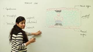 Free Best Lecture l CBSE CLASS 11 BIO UNIT 2 PLANT ANATOMY monocot leaf l L11