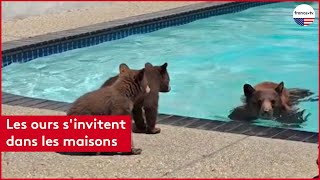 Les ours s’invitent dans les maisons