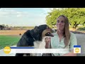 Dog reunited with family after 10 days