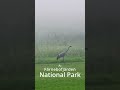Amazing Morning - photography in fog in a Swedish national park