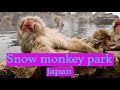 Snow monkey park, Nagano, Japan (Joshinetsu Kogen National Park)