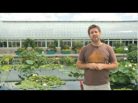 Video: Water Lilies From Milk Bottles