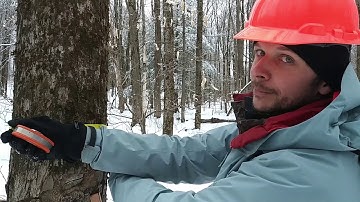 How to measure tree diameter at breast height (dbh)