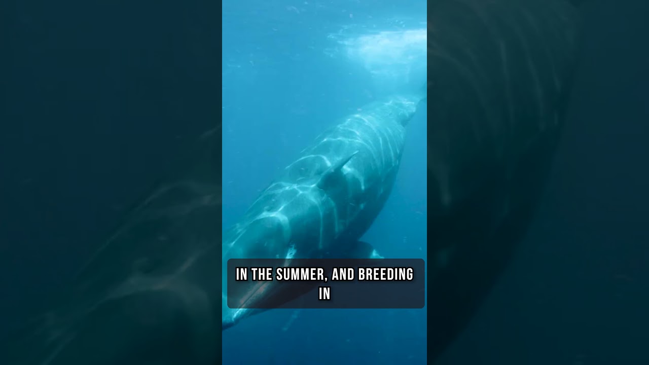 The Diet and Migration Patterns of Blue Whales Unveiled | Nautical Depths