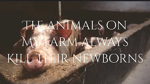 The Animals On My Farm Always Kill Their Newborns....