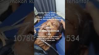 ADAKAH YG BERHATI DERMAWAN UTK.MENOLONG  KUCING KUCING  JALANAN? MOHON BANTUANNYA#SHORT