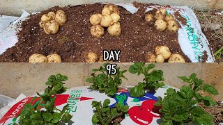 Experiment: How to grow potatoes in storebought soil