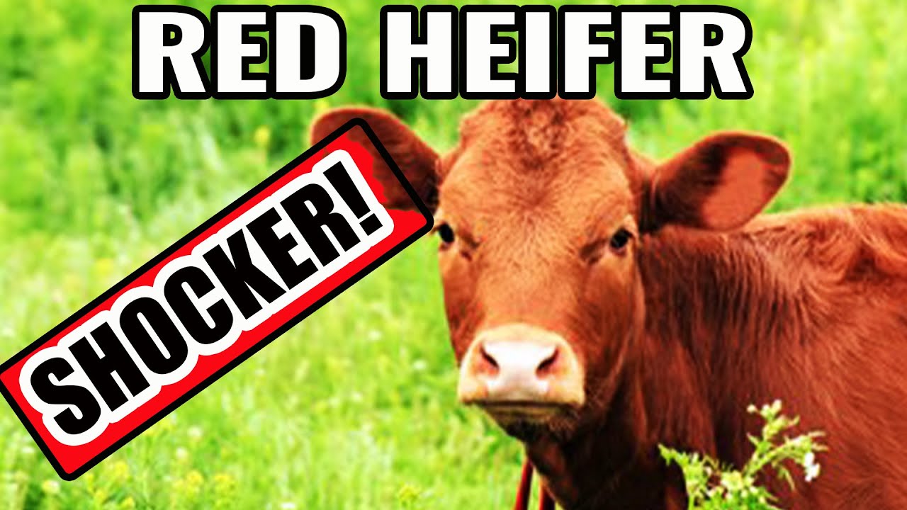 Red Heifer Update SHOCKER!! Ready for Temple Mount Offerings? YouTube