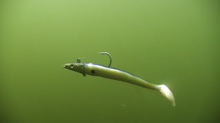 Savage Gear Sandeel on California Stripe Bass with The Informative Fisherman screenshot 3