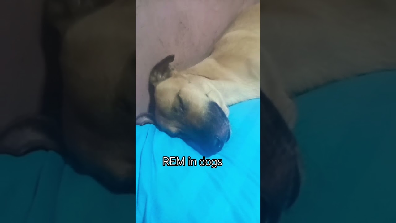 REM random eye movements in dogs during sleep 
