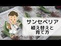 【おうち時間に】サンセベリア　植え替えと育て方【観葉植物】