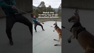 Human vs Kangaroo Strength Test: Surprising Results