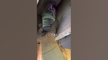 Removing a Wasps Nest With Gas