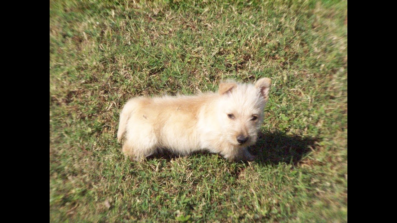 Scottish Terrier, Puppies, Dogs, For Sale, In Virginia ...