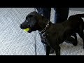 North Augusta Department of Public Safety adds two new K-9 officers