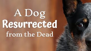 A Dog Resurrected From The Dead - Buzby Dog Podcast