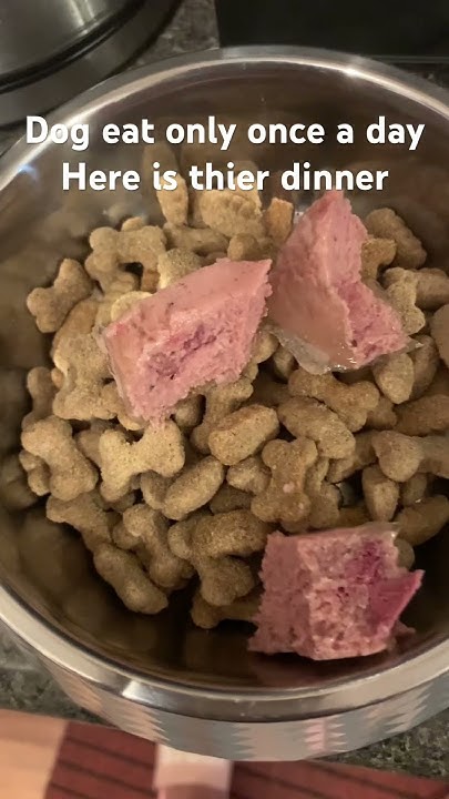 my-dogs-only-eats-once-a-day-every-7pm-youtube