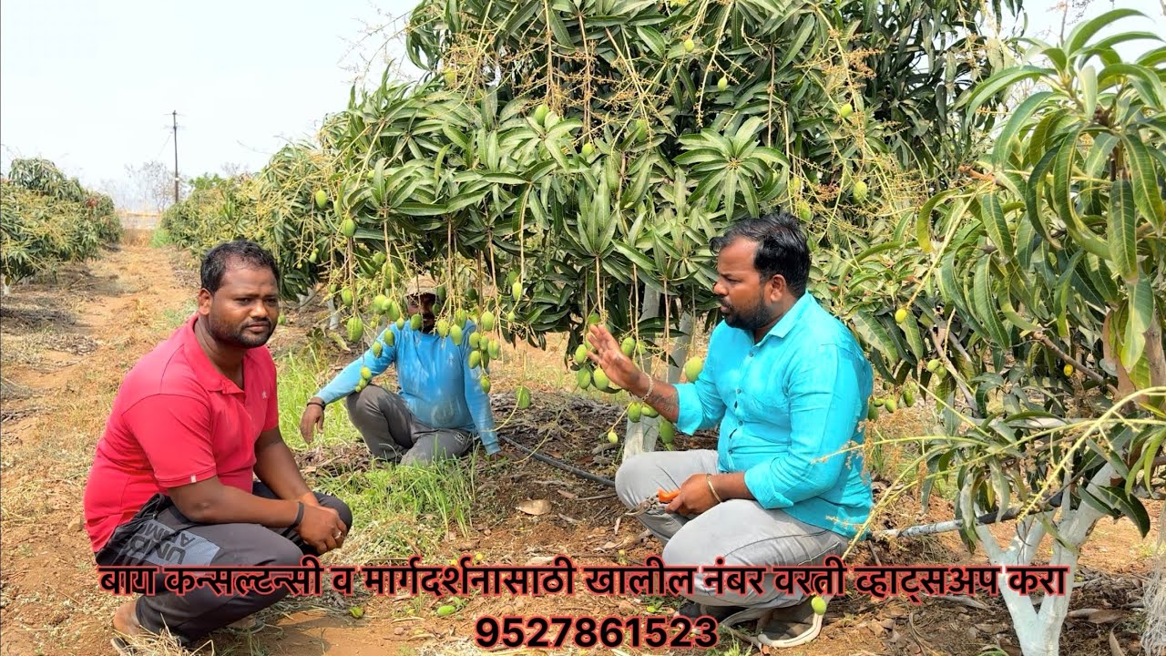 आंबा फळ सेटिंग झाल्यानंतर थिनिंग कशी करावी व्हिडिओ नक्की बघा