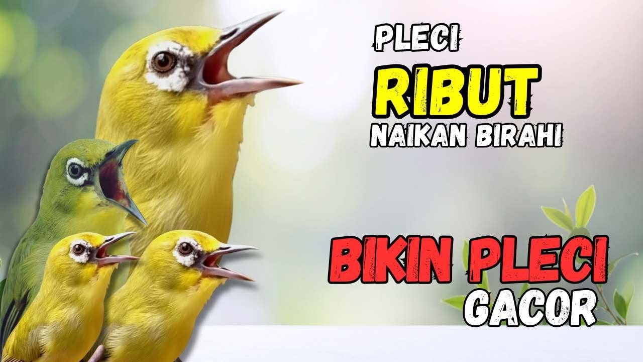 Terapi Pleci Ribut Ampuh Naikan Birahi dan Bikin Pleci Gacor