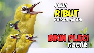 Terapi Pleci Ribut Ampuh Naikan Birahi dan Bikin Pleci Gacor