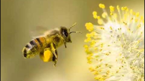 سورة النحل كامله ماهر المعيقلي