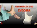 Anatomie de los zygoma