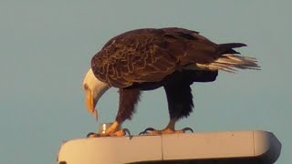 SWFL Eagles_ Neighborly Conversations & Breaking Bread With The Crows 10-26-21