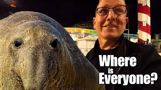 Huge Seals, Badass Surf, Zero People: Our Strange Day on the Coast