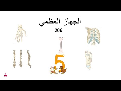 أنواع العظام || Bone types