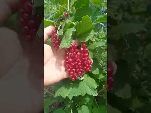 Красная смородина 19.06.22