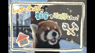 札幌市円山動物園／レッサーパンダが快適に過ごせるよう獣舎を改修
